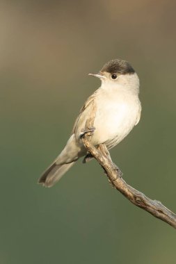 Bir çam ve meşe ormanında sabahın erken saatlerinde ortak bir beyaz boğaz.