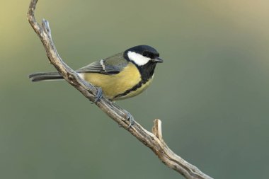 Great tit at the first light of an early winter morning in a pine and oak forest