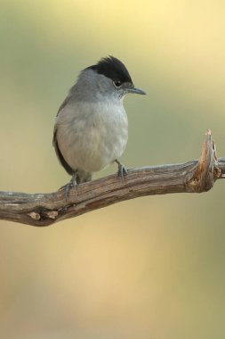 Bir çam ve meşe ormanında sabahın erken saatlerinde ortak bir beyaz boğaz.