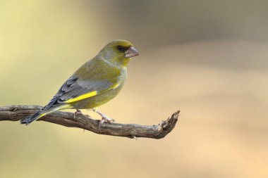 Erkek Avrupa ispinozu kışın bir çam ve meşe ormanında günün son ışığında
