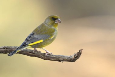 Erkek Avrupa ispinozu kışın bir çam ve meşe ormanında günün son ışığında