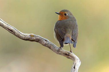 Avrupa bülbülü Akdeniz ormanlarında kışın son ışığında