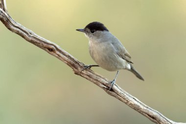 Bir çam ve meşe ormanında sabahın erken saatlerinde ortak bir beyaz boğaz.