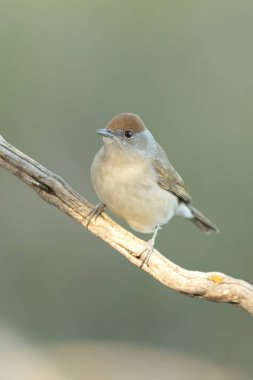 Dişi, kışın bir çam ve meşe ormanında günün son ışığında boğaz beyazına dönüşür.