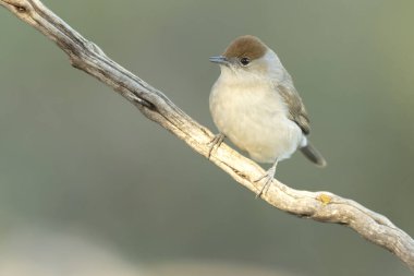 Dişi, kışın bir çam ve meşe ormanında günün son ışığında boğaz beyazına dönüşür.