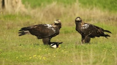 Erkek ve dişi İspanyol İmparatorluk Kartalı bir Akdeniz ormanında av avını bir kış gününün ilk ışıklarıyla yiyor.