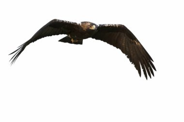 İspanyol İmparatorluk Kartalı, soğuk bir Ocak gününde Akdeniz çayırında ilk ışıkla uçuyor.