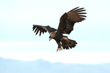 Spanish Imperial Eagle landing on its favourite watchtower in a Mediterranean pasture of grass, ash trees, oaks and pines with the first light of a winter day clipart