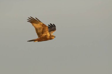 Akdeniz 'de bir çayır çimenliğinde uçan bataklık gemisi, dişbudak ağaçları, meşeler ve çamlar kış gününün son ışıklarıyla