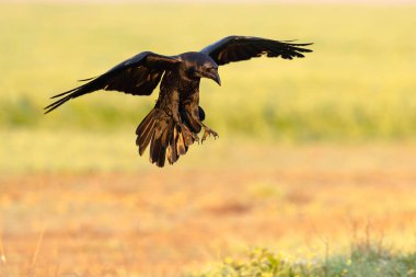 Akdeniz çayırlarında kış gününün son ışıklarıyla uçan sıradan kuzgunlar.