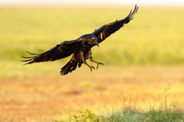 Akdeniz çayırlarında kış gününün son ışıklarıyla uçan sıradan kuzgunlar.