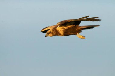 Akdeniz 'de bir çayır çimenliğinde uçan bataklık gemisi, dişbudak ağaçları, meşeler ve çamlar kış gününün son ışıklarıyla