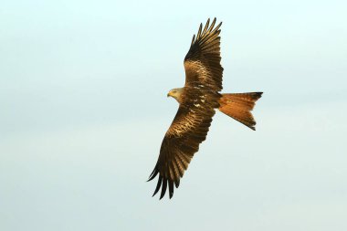 Akdeniz çayırlarında uçan kırmızı uçurtma. Çimenler, dişbudak ağaçları, meşeler ve çamlar. Kış gününün son ışıklarıyla birlikte.