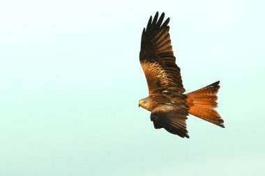 Akdeniz çayırlarında uçan kırmızı uçurtma. Çimenler, dişbudak ağaçları, meşeler ve çamlar. Kış gününün son ışıklarıyla birlikte.