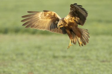 Akdeniz 'de bir çayır çimenliğinde uçan bataklık gemisi, dişbudak ağaçları, meşeler ve çamlar kış gününün son ışıklarıyla