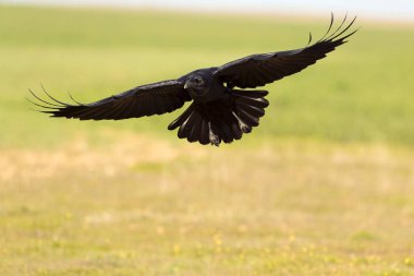 Akdeniz çayırlarında kış gününün son ışıklarıyla uçan sıradan kuzgunlar.