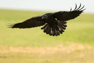 Akdeniz çayırlarında kış gününün son ışıklarıyla uçan sıradan kuzgunlar.