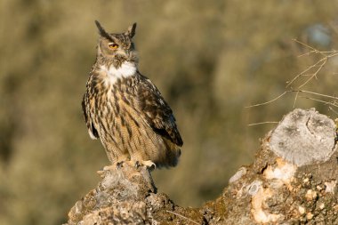                    Erkek Avrasya Kartalı Baykuşu, Akdeniz 'deki kül, meşe ve çam ağaçlarından oluşan bir çayırda en sevdiği tünekte kış gününün son ışıklarıyla             