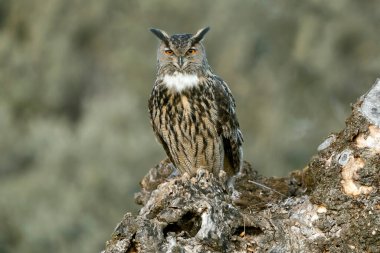                    Erkek Avrasya Kartalı Baykuşu, Akdeniz 'deki kül, meşe ve çam ağaçlarından oluşan bir çayırda en sevdiği tünekte kış gününün son ışıklarıyla             