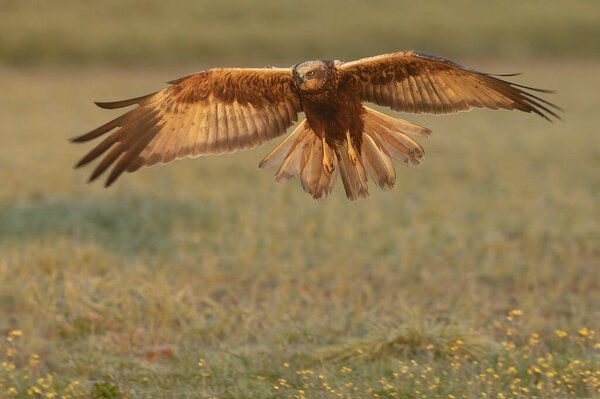 Western marsh harrier flying in a Mediterranean meadow of grass, ash trees, oaks and pines with the last light of a winter day