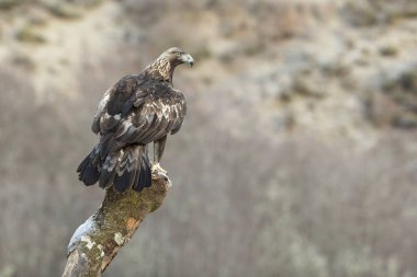 Soğuk bir kış gününde, gün doğumunun ilk ışıklarıyla kendi bölgesindeki karlı bir dağda Altın Kartal.