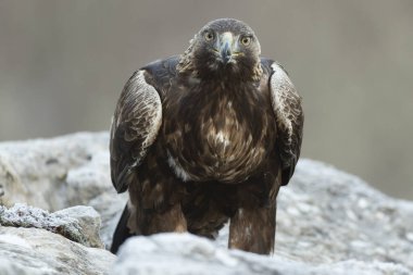 Soğuk bir kış gününde, gün doğumunun ilk ışıklarıyla kendi bölgesindeki karlı bir dağda Altın Kartal.