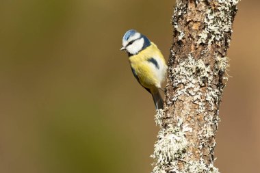 Blue tit in a Eurosiberian forest of oaks, beeches and firs with the last light of a cold January day