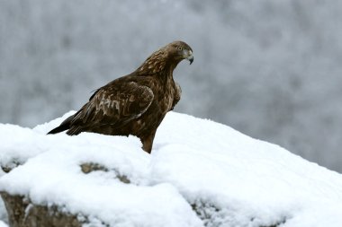 Soğuk bir kış gününde, gün doğumunun ilk ışıklarıyla kendi bölgesindeki karlı bir dağda Altın Kartal.