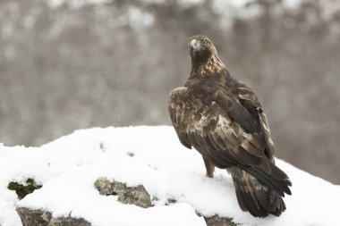 Soğuk bir kış gününde, gün doğumunun ilk ışıklarıyla kendi bölgesindeki karlı bir dağda Altın Kartal.
