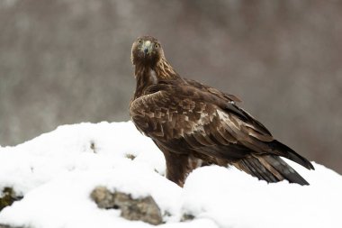 Soğuk bir kış gününde, gün doğumunun ilk ışıklarıyla kendi bölgesindeki karlı bir dağda Altın Kartal.