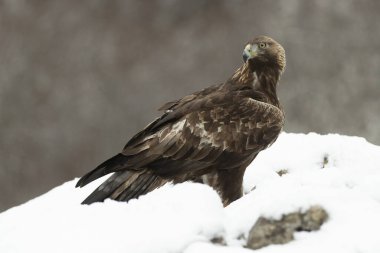 Soğuk bir kış gününde, gün doğumunun ilk ışıklarıyla kendi bölgesindeki karlı bir dağda Altın Kartal.