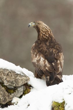 Soğuk bir kış gününde, gün doğumunun ilk ışıklarıyla kendi bölgesindeki karlı bir dağda Altın Kartal.