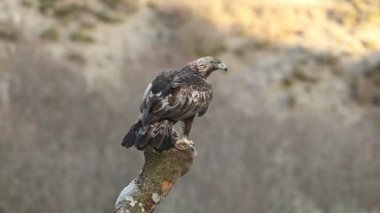 Altın kartal, çok karlı ve yüksek bir dağ bölgesinde, soğuk bir Ocak gününün ilk ışıklarıyla