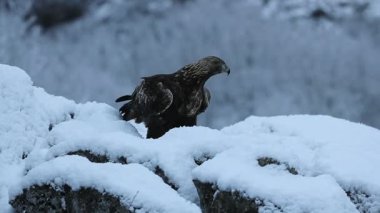 Altın kartal, çok karlı ve yüksek bir dağ bölgesinde, soğuk bir Ocak gününün ilk ışıklarıyla