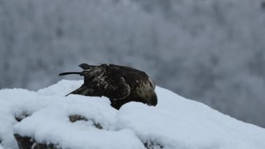 Altın kartal, çok karlı ve yüksek bir dağ bölgesinde, soğuk bir Ocak gününün ilk ışıklarıyla