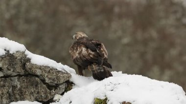 Altın kartal, çok karlı ve yüksek bir dağ bölgesinde, soğuk bir Ocak gününün ilk ışıklarıyla