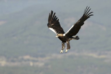 İspanyol İmparatorluk Kartalı soğuk bir Ocak sabahı ilk ışıkta Akdeniz 'in çam ve meşe ormanlarında kendi bölgesinde uçuyor.