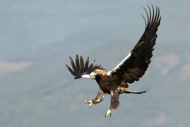 İspanyol İmparatorluk Kartalı soğuk bir Ocak sabahı ilk ışıkta Akdeniz 'in çam ve meşe ormanlarında kendi bölgesinde uçuyor.