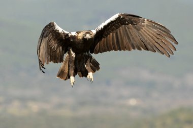 İspanyol İmparatorluk Kartalı soğuk bir Ocak sabahı ilk ışıkta Akdeniz 'in çam ve meşe ormanlarında kendi bölgesinde uçuyor.
