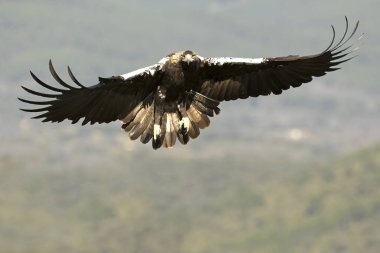 İspanyol İmparatorluk Kartalı soğuk bir Ocak sabahı ilk ışıkta Akdeniz 'in çam ve meşe ormanlarında kendi bölgesinde uçuyor.