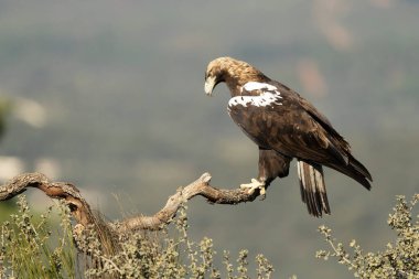 Yetişkin dişi İspanyol İmparatorluk Kartalı Ocak ayının ilk ışıklarıyla Akdeniz 'in en sevdiği çam ve meşe ağaçlarından oluşan dağlık bir bölgede tünemişti..