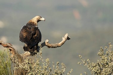 Yetişkin dişi İspanyol İmparatorluk Kartalı Ocak ayının ilk ışıklarıyla Akdeniz 'in en sevdiği çam ve meşe ağaçlarından oluşan dağlık bir bölgede tünemişti..