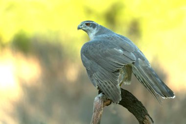 Yetişkin dişi Kuzeyli atmaca Akdeniz meşe ve çam ormanlarında uçuyor Kış gününün son ışığında