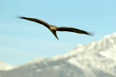 Akdeniz meşe ve çam ağaçlarından oluşan bir ormanda kış gününün son ışığında uçan kırmızı uçurtma.