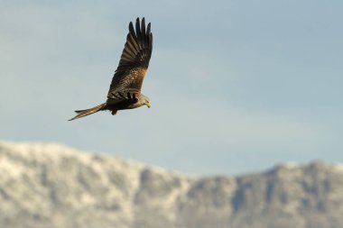 Akdeniz meşe ve çam ağaçlarından oluşan bir ormanda kış gününün son ışığında uçan kırmızı uçurtma.