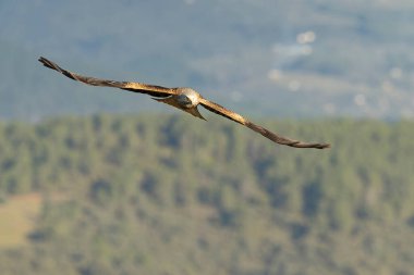 Akdeniz meşe ve çam ağaçlarından oluşan bir ormanda kış gününün son ışığında uçan kırmızı uçurtma.