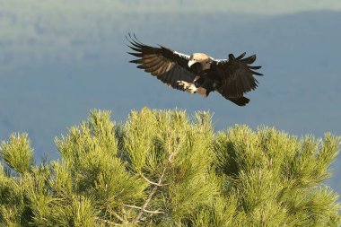 İspanyol İmparatorluk Kartalı, Akdeniz 'de bir meşe ve çamdan oluşan bir ormanda kış günü ilk ışıklarıyla kendi bölgesinde uçuyor.