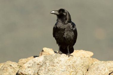 Akdeniz 'deki meşe ve çam ağaçlarının ortasındaki bir bölgede kış gününün ilk ışıklarıyla ortak bir kuzgun.