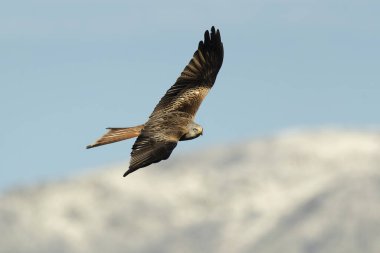 Akdeniz meşe ve çam ağaçlarından oluşan bir ormanda kış gününün son ışığında uçan kırmızı uçurtma.