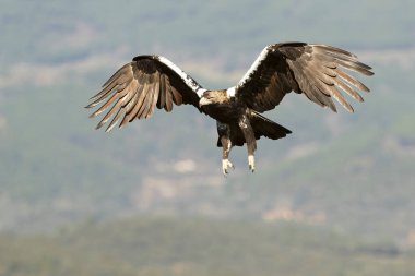 İspanyol İmparatorluk Kartalı, Akdeniz 'de bir meşe ve çamdan oluşan bir ormanda kış günü ilk ışıklarıyla kendi bölgesinde uçuyor.